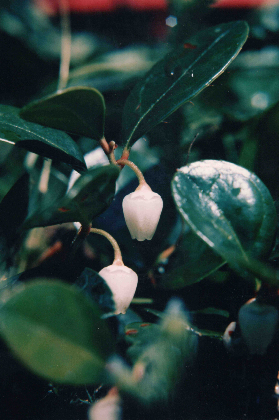 Gaulthiera couchée, [Gauthiera procumbens]. Ariane Giguère, photographie, Commission des champs de bataille nationaux.