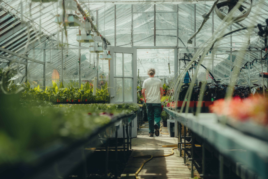 Intérieur de la serre des plaines d'Abraham, des semi sont déposés de chaque côté de l'allée centrale, le producteur est posée de dos dans l'allée. Interior of the Plains of Abraham greenhouse, with seedlings placed on each side of the central aisle; the grower is positioned with their back turned in the aisle.