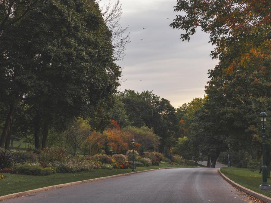 Vue de l'avenue Ontario et de sa végétation dense, incluant les imposantes plates-bandes longeant l'avenue située sur les plaines d'Abraham. View of Ontario Avenue and its dense vegetation, including the impressive flowerbeds lining the avenue located on the Plains of Abraham.