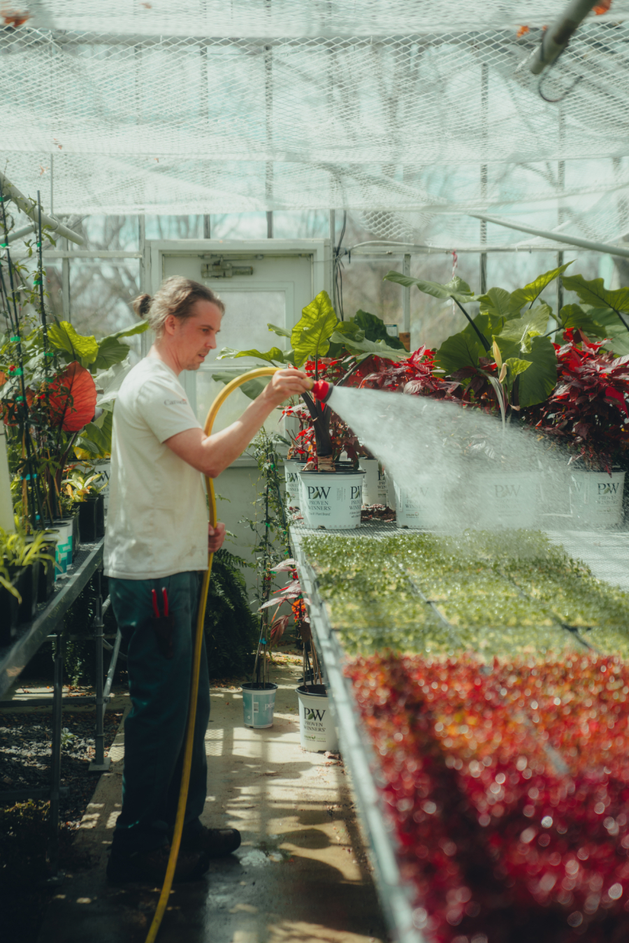 Le producteur horticole arrosant les semis dans la serre des plaines d'Abraham. The horticultural producer watering the seedlings in the Plains of Abraham greenhouse.