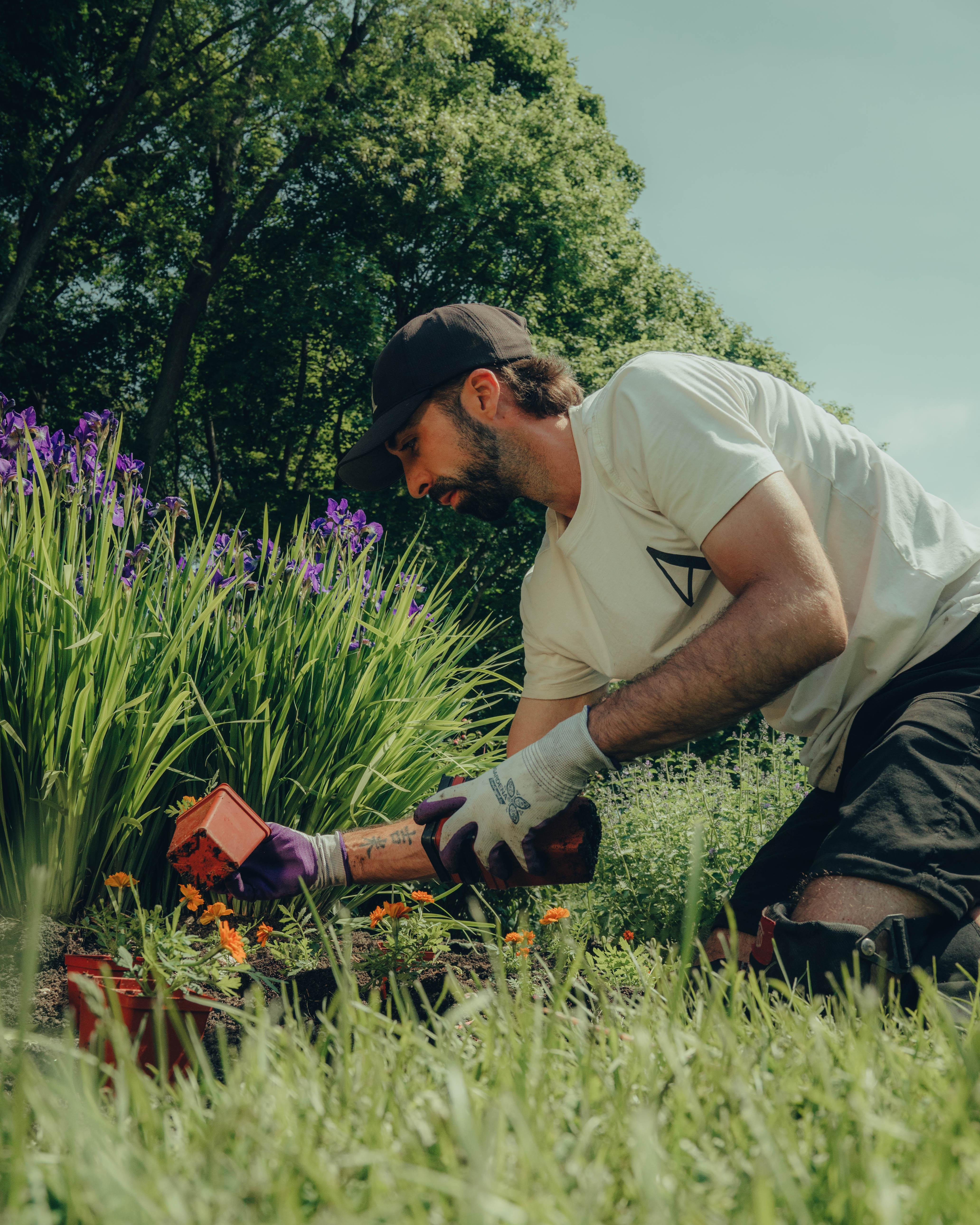 Employé de l'équipe horticole entretenant des plate-bandes sur les plaines d'Abraham. Horticultural team employee maintaining flowerbeds on the Plains of Abraham.