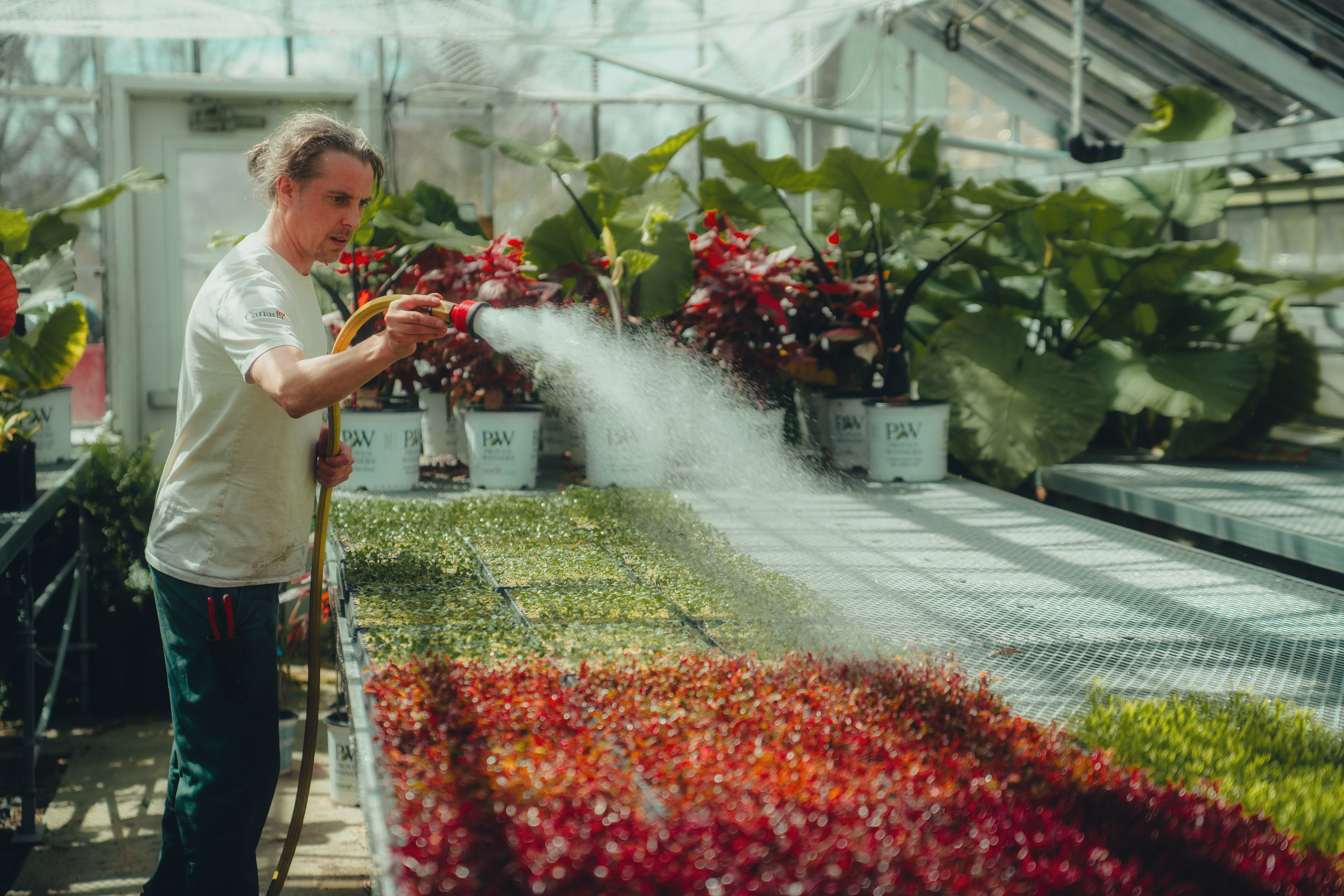 Le producteur horticole arrosant les semis dans la serre des plaines d'Abraham. The horticultural producer watering the seedlings in the Plains of Abraham greenhouse.