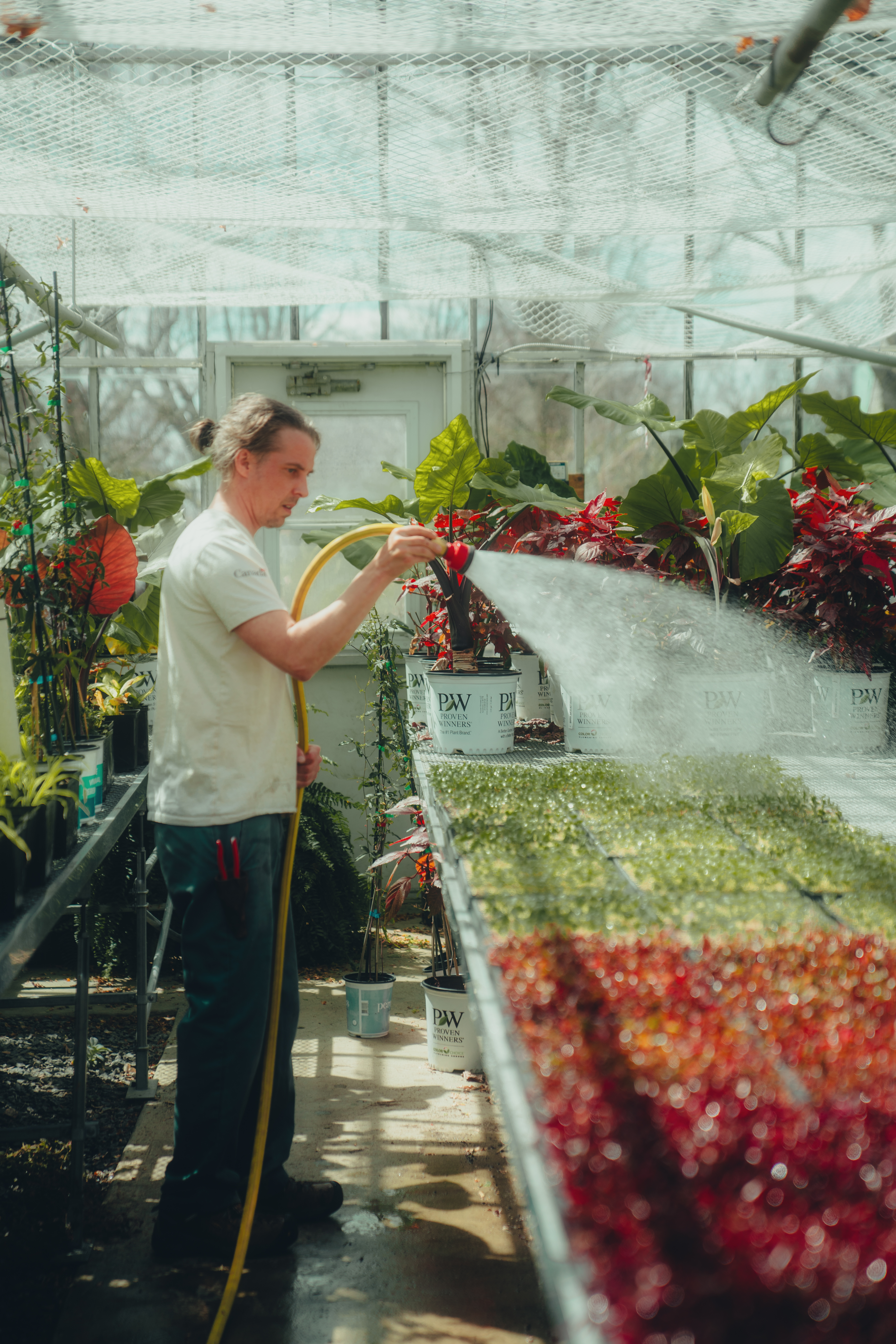 Le producteur horticole arrosant les semis dans la serre des plaines d'Abraham. The horticultural producer watering the seedlings in the Plains of Abraham greenhouse.