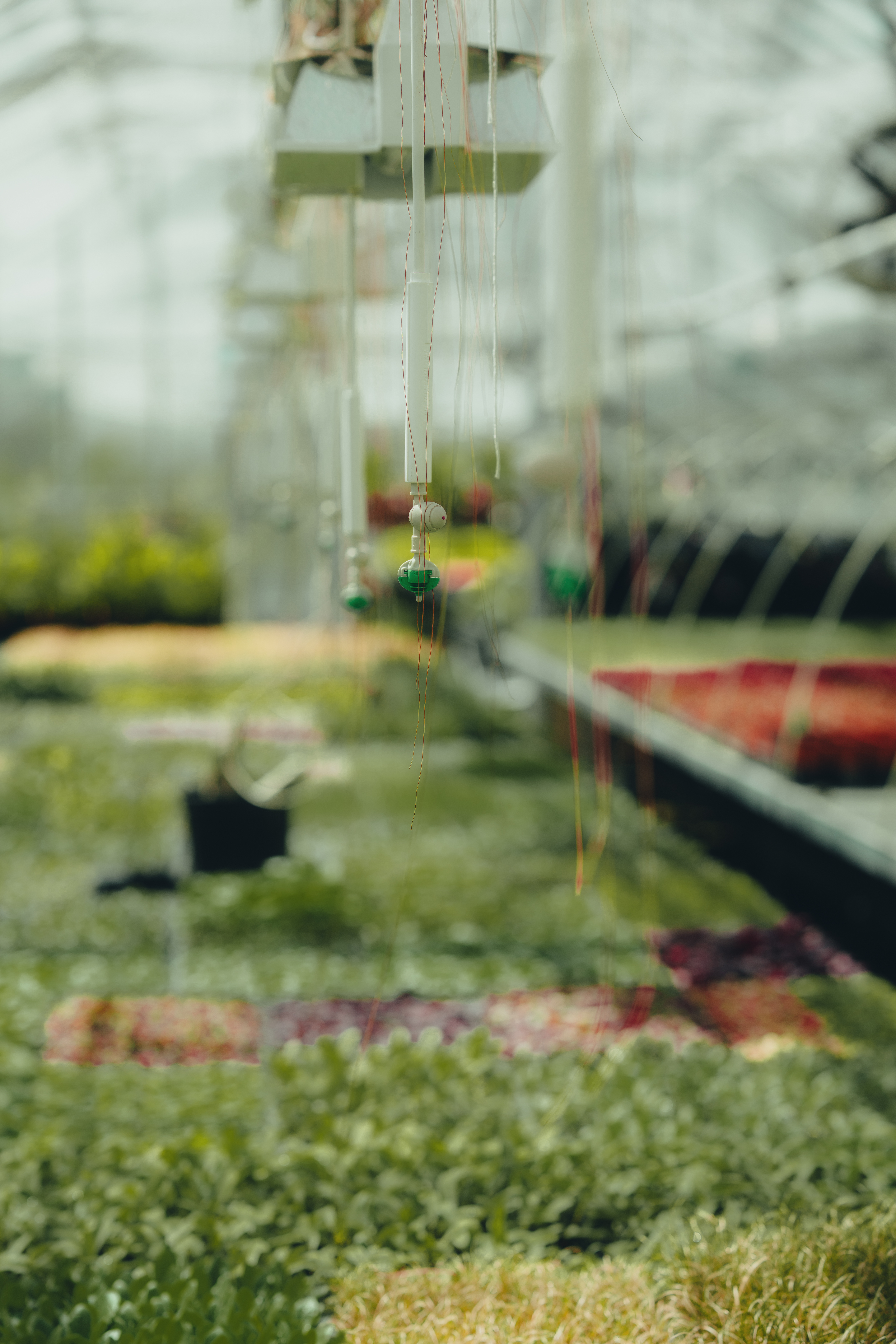 Image de plusieurs types de semis à l'intérieur de la serre des plaines d'Abraham. Image of several types of seedlings inside the Plains of Abraham greenhouse.